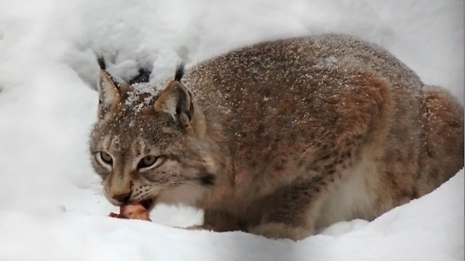 Сибирские рыси Лур и Лана играют в охоту на дичь, а у Лекса и Бусинки время ужина. смотреть онлайн
