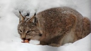 Сибирские рыси Лур и Лана играют в охоту на дичь, а у Лекса и Бусинки время ужина.