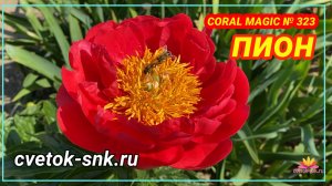 Гибрид "CORAL MAGIC"/Сад Ворошиловой