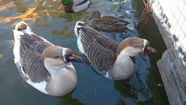 Утки в зимнем пруду возле Лама-парка в Уфе смотреть онлайн
