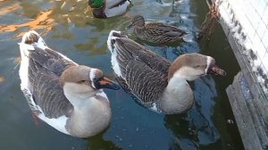 Утки в зимнем пруду возле Лама-парка в Уфе