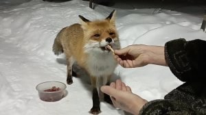 (1217) Лиса приходит в гости. Январь 2026