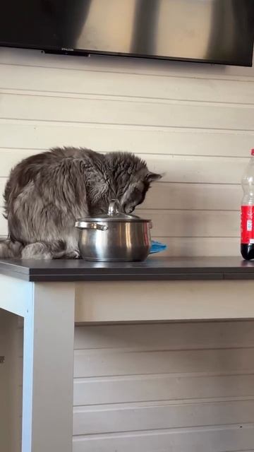 Кот попрошайка смотреть онлайн