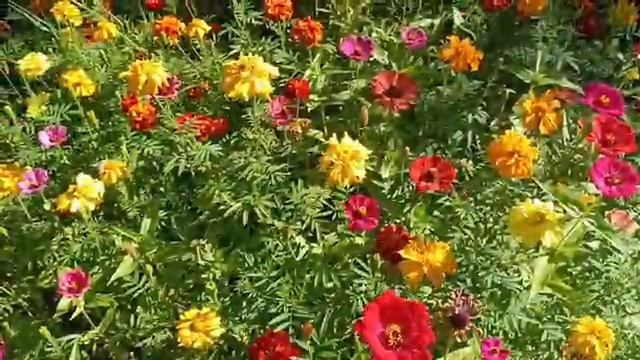 Сезон дождей Сергей Чекалин Rainy season Sergey Chekalin [get.gt] @music_for_the_soul смотреть онлайн