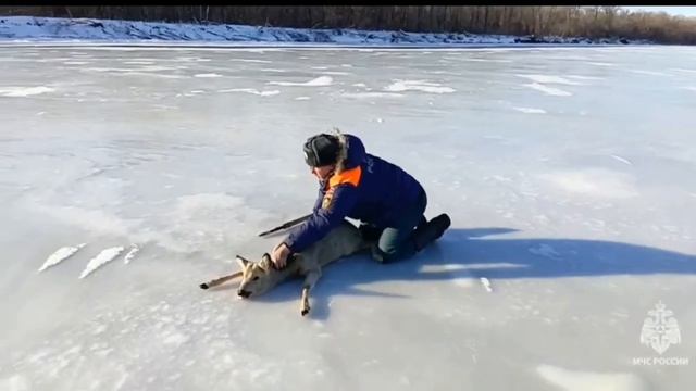 На замёрзшей Волге косуля застряла на скользком льду и не смогла подняться. Животное паниковало... смотреть онлайн