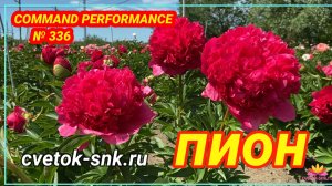 Гибрид "COMMAND PERFORMANCE"/Сад Ворошиловой