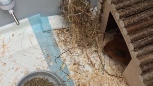 ВЕЧЕРНЯЯ РАЗМИНКА ОРЕШКА/Забавный Орешек ♥️🤣/Морская Свинка Орешек