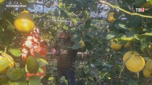 В Крыму выращивают редкий гибридный сорт лимона