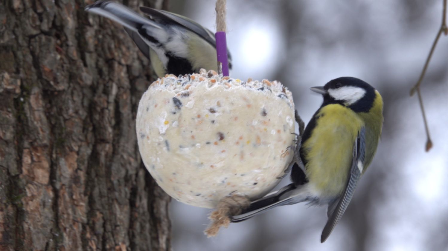 Немного о птичках смотреть онлайн