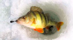 НЕ ОЖИДАЛ ТАКОГО ЖОРА! ПЕРВЫЙ ЛЁД! ЛЁД ТРЕЩИТ, А ОКУНЬ КЛЮЕТ! ЗИМНЯЯ РЫБАЛКА.