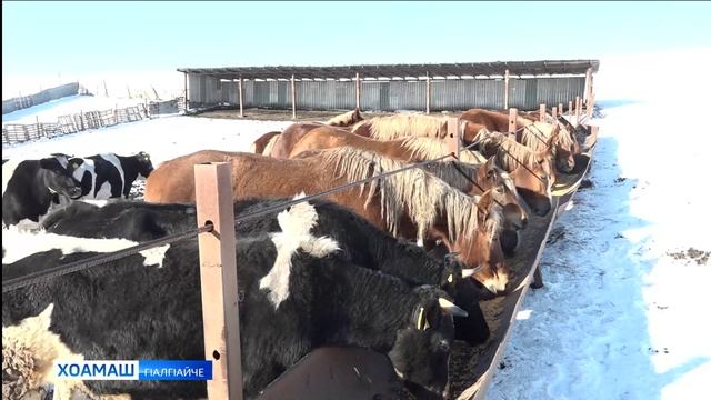 Хучиев Гелани боахам смотреть онлайн