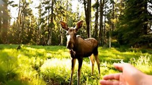 Трейлер к фильму "ЛОСИНЫЕ ИСТОРИИ"