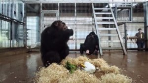 🚨 Рубрика #Обогащение_среды  ☃️ Свидание шимпанзе со снеговиками