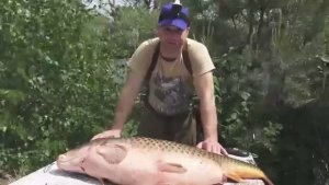 БАЛЫК! УХА! ИКРА! ВКУСНО НАКОРМИЛ ВСЮ СЕМЬЮ - ОДНОЙ РЫБИНОЙ! 4 БЛЮДА ИЗ ОГРОМНОГО САЗАНА (КАРП)