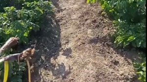 Опрыскала картошку