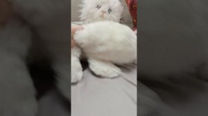 питомчики 1 серия