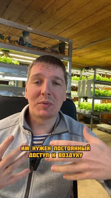 Погибает микрозелень? смотреть онлайн