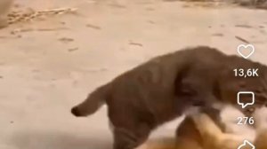 Спранки на зоне. 4 часть. SchoolBoy