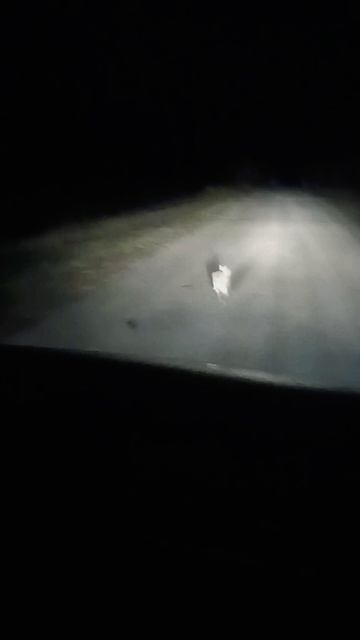 Спортивный заяц смотреть онлайн