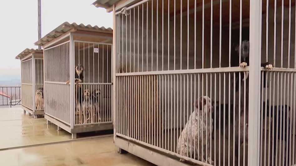 Более 1,3 тысячи бездомных собак приняли в сочинском муниципальном приюте смотреть онлайн