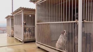 Более 1,3 тысячи бездомных собак приняли в сочинском муниципальном приюте