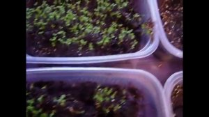 2138. Петуния из своих семян. Четвёртый день жизни. Работает Эпин.