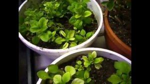 2141.  Ах, белокрылка!