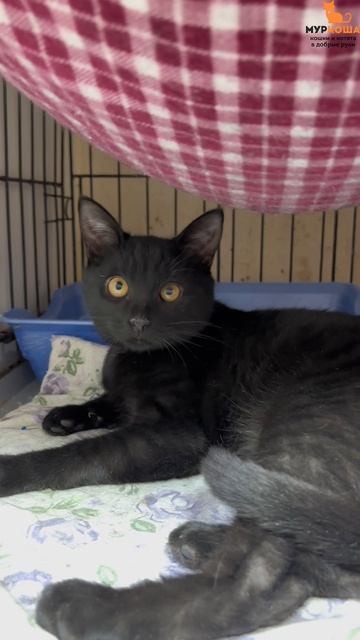 Тадао ждёт вас в приюте #Муркоша