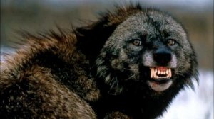 Раненный зверь, очень опасен!