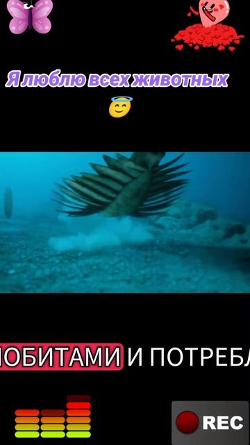 Я люблю всех животных😇 смотреть онлайн