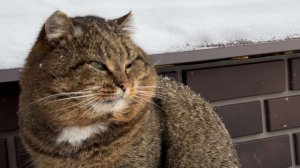 ДНЕВНИК лесного кота Барсика: «Чистюля!» - 19.01.2026