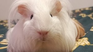 RUTUBE - смотреть видео онлайн, бесплатно