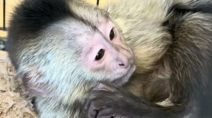 Сидим с Владом НЕ ДЫШИМ, чтобы не мешать Николь засыпать😂