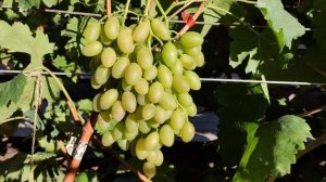 АВТОГРАФ БЕЛЫЙ!🍇🍇🍇 СИГНАЛКА НА ПРИВИВКЕ 2025. Telegram, WhatsApp и Vlber +79528500417.