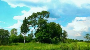 Августовская зелень