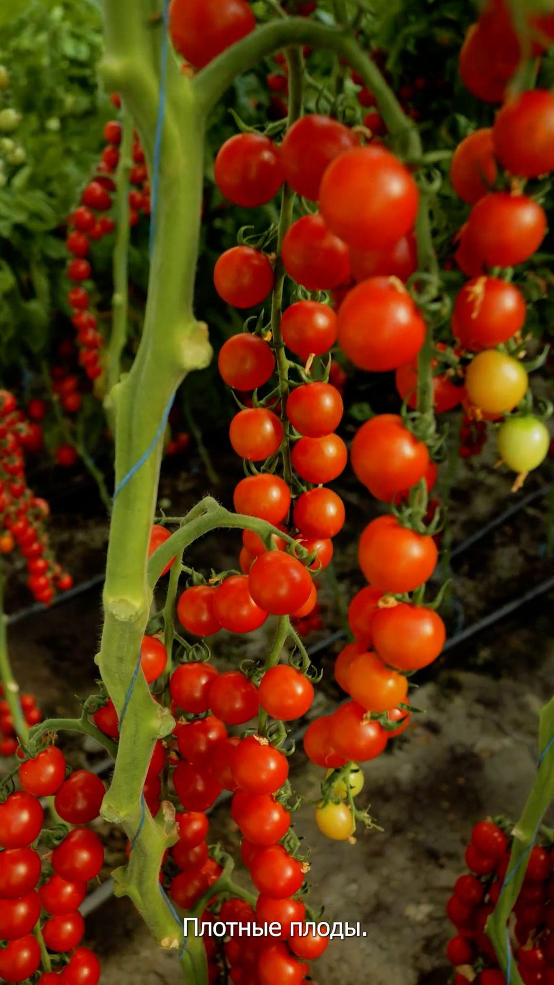 Урожайный черри томат! Почему стоит его выращивать профессионалам? смотреть онлайн