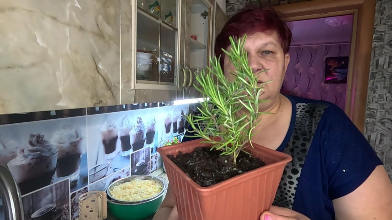 Готовлю начинки на вареники... Розмарин супер... смотреть онлайн