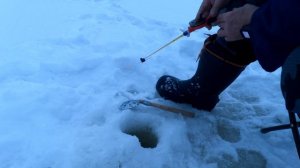 Наловил чëртову дюжину окуней👍👍👍