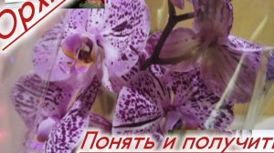 Орхидеи! Лёгкий уход , опыт и понимание!