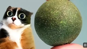 что мы купили на алеэкспресе (сливки шоу)