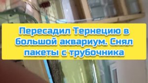 Пересадил Тернецию в большой аквариум. Снял пакеты с трубочника