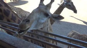 ВЛОГ Кормим ЖИРАФОВ в СУПЕР Сафари Парке - Детское виде