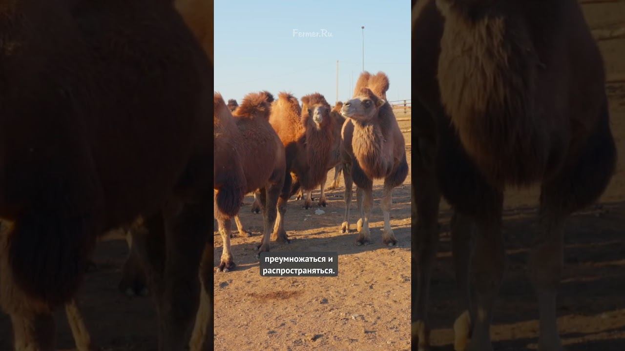 Верблюды в подарок из Казахстана! Корабли степей в Волгоградской области #казахстан #shorts #россия смотреть онлайн