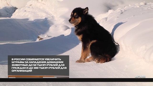 В России собираются увеличить штрафы за нападения домашних животных 16-01-2026 смотреть онлайн