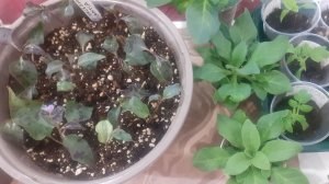 19.01.2026 Наблюдаем за состоянием и ростом растений: традесканция, томаты, перец, петунии