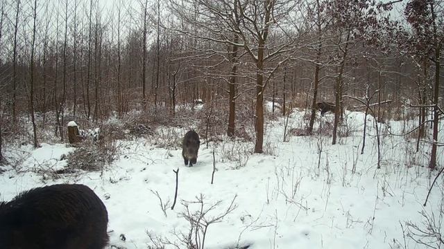 Кабаны фото ловушка смотреть онлайн