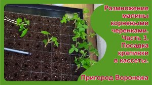 Укоренение крапивки малины. Часть 3. Посадка крапивкив кассеты. Пригород Воронежа