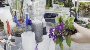 Фиалки минюшки уже зацвели. Рассаживаю🌸🌸🌸