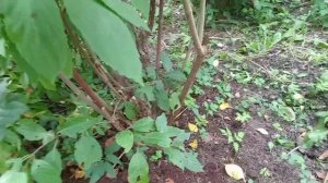 ГОРТЕНЗИИ. И ЕЩЁ НЕМНОГО ПРО ОТВОДКИ.