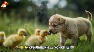 Утята и Цыплята - Кошки и котята, Собаки и щенята (328) Хвостики да Усики ❣️